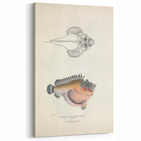 Vintage Animal Art: Deformed Hogfish Illustration Art Prints