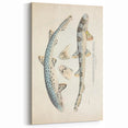 Vintage Animal Art: Spotted Shark Illustration Art Prints