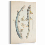 Vintage Animal Art: Spotted Shark Illustration Art Prints