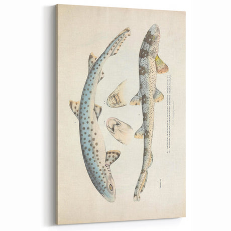 Vintage Animal Art: Spotted Shark Illustration Art Prints