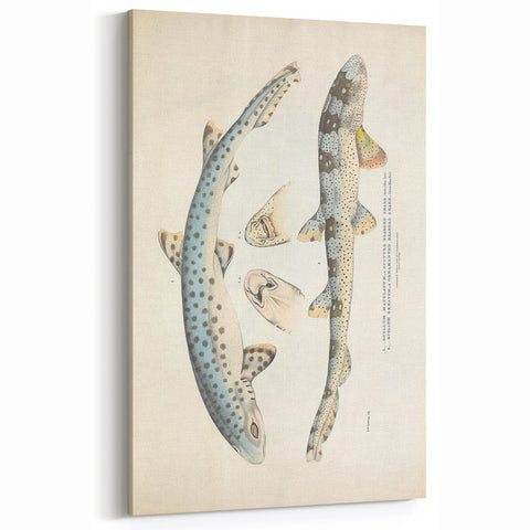 Vintage Animal Art: Spotted Shark Illustration Art Prints