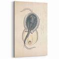 Vintage Animal Art: Oblong Stingray Illustration Art Prints