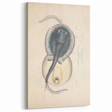 Vintage Animal Art: Oblong Stingray Illustration Art Prints