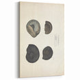 Vintage Animal Art: Ammonite Fossil Illustration Art Prints