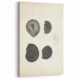 Vintage Animal Art: Ammonite Fossil Illustration Art Prints