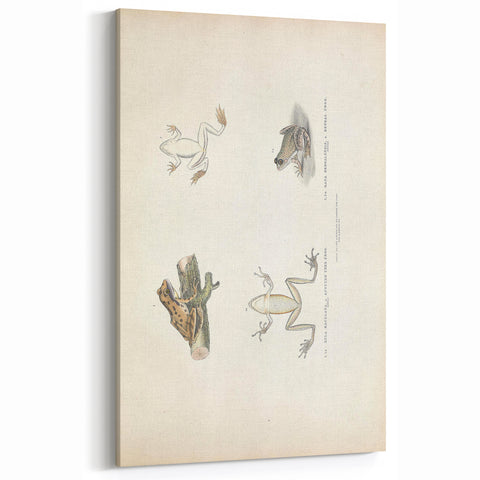 Vintage Animal Art: Bengal Frog Illustration Art Prints