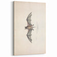 Vintage Animal Art: Murine Bat Illustration Art Prints