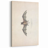 Vintage Animal Art: Murine Bat Illustration Art Prints