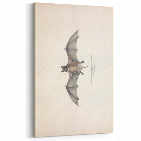Vintage Animal Art: Murine Bat Illustration Art Prints