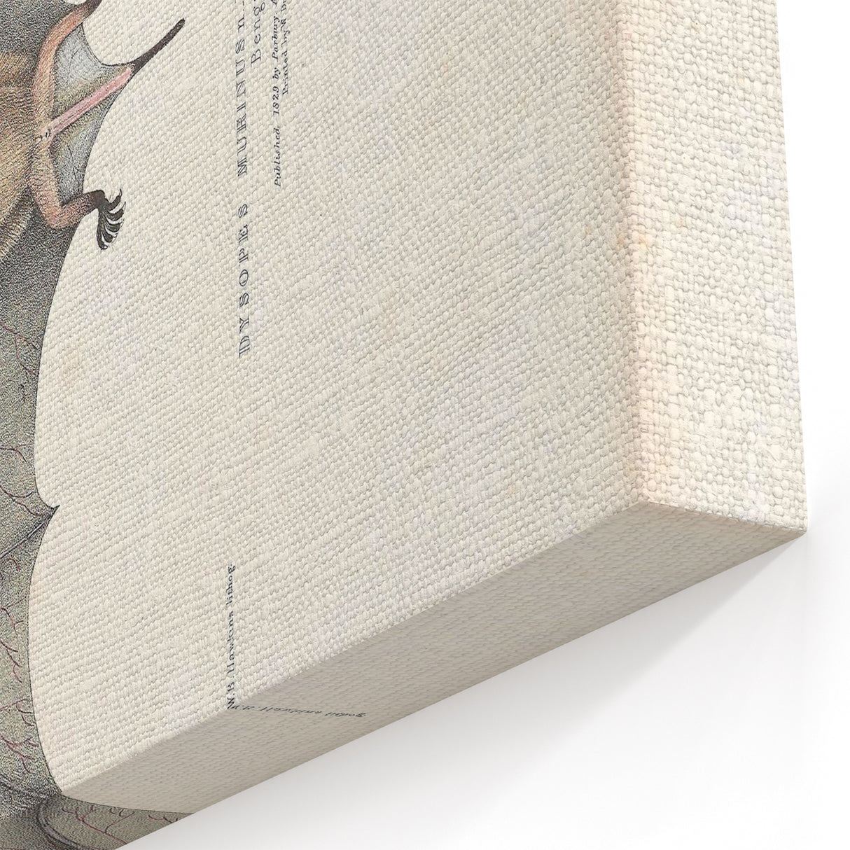 Vintage Animal Art: Murine Bat Illustration Art Prints