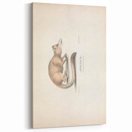 Vintage Animal Art - Retro Brown-Nosed Cat Illustration for Wall Decor