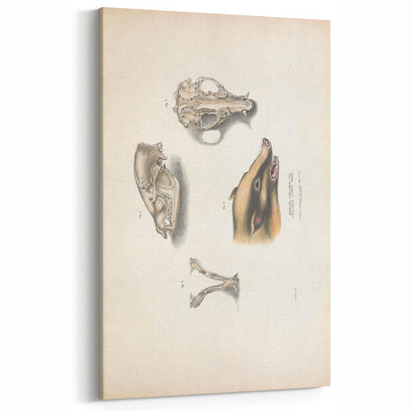 Vintage Animal Art - Retro Bear Skull Illustration for Animal Wall Decor