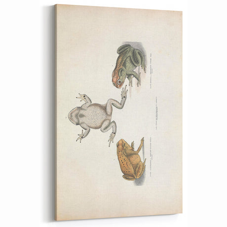 Vintage Animal Art - Retro Frog Illustration for Animal Wall Decor
