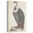 Vintage Animal Art - Retro White-Backed Vulture Illustration