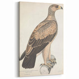 Vintage Animal Art - Retro White Dotted Eagle Illustration