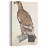 Vintage Animal Art - Retro White Bandied Eagle Illustration