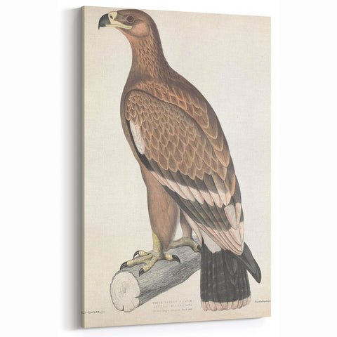 Vintage Animal Art - Retro White Bandied Eagle Illustration