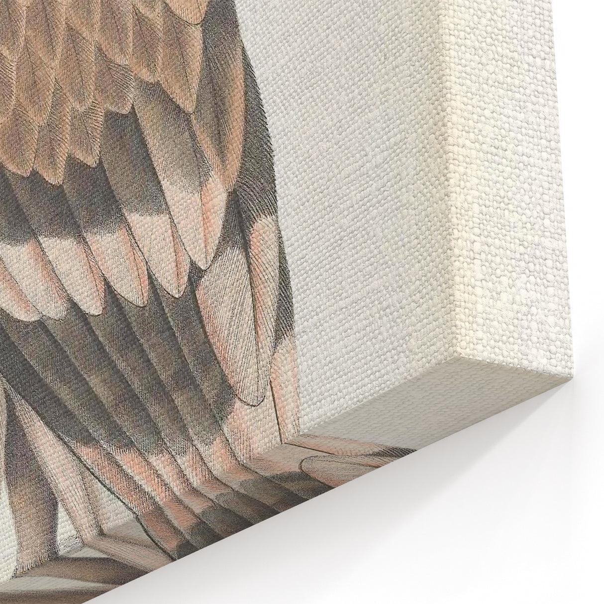 Vintage Animal Art - Retro White Bandied Eagle Illustration