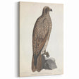 Vintage Animal Art - Retro Lined Fishing Eagle Illustration