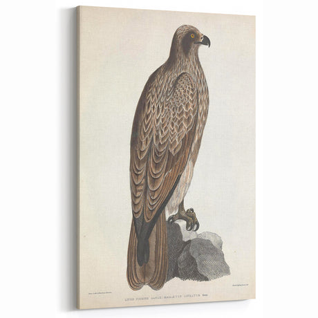 Vintage Animal Art - Retro Lined Fishing Eagle Illustration