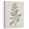 Vintage Botanical Art Prints - Antique Floral Illustration of Lilac