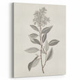 Vintage Botanical Art Prints - Antique Floral Illustration of Lilac