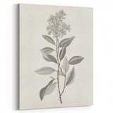 Vintage Botanical Art Prints - Antique Floral Illustration of Lilac