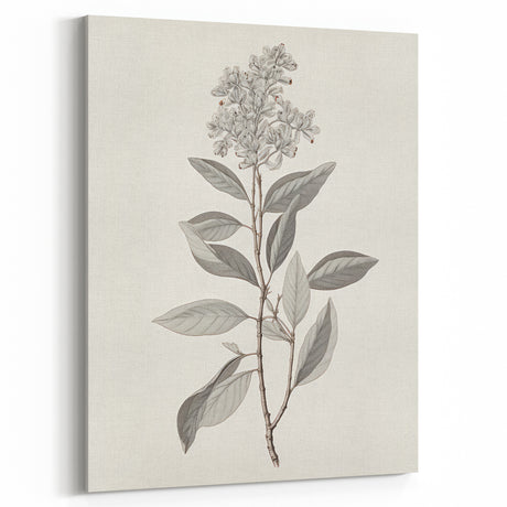 Vintage Botanical Art Prints - Antique Floral Illustration of Lilac