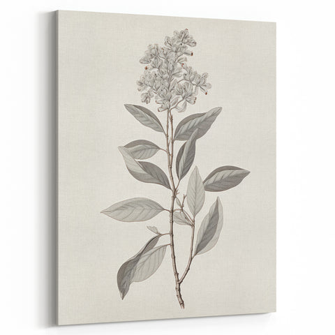 Vintage Botanical Art Prints - Antique Floral Illustration of Lilac