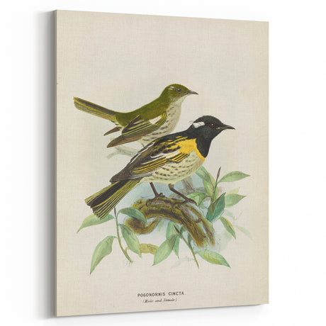 Vintage Animal Art - Retro Bird Illustration Prints for Home Decor