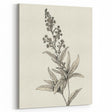 Vintage Botanical Art Prints – Detailed Flowering Plant Illustration