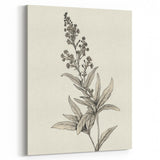 Vintage Botanical Art Prints – Detailed Flowering Plant Illustration