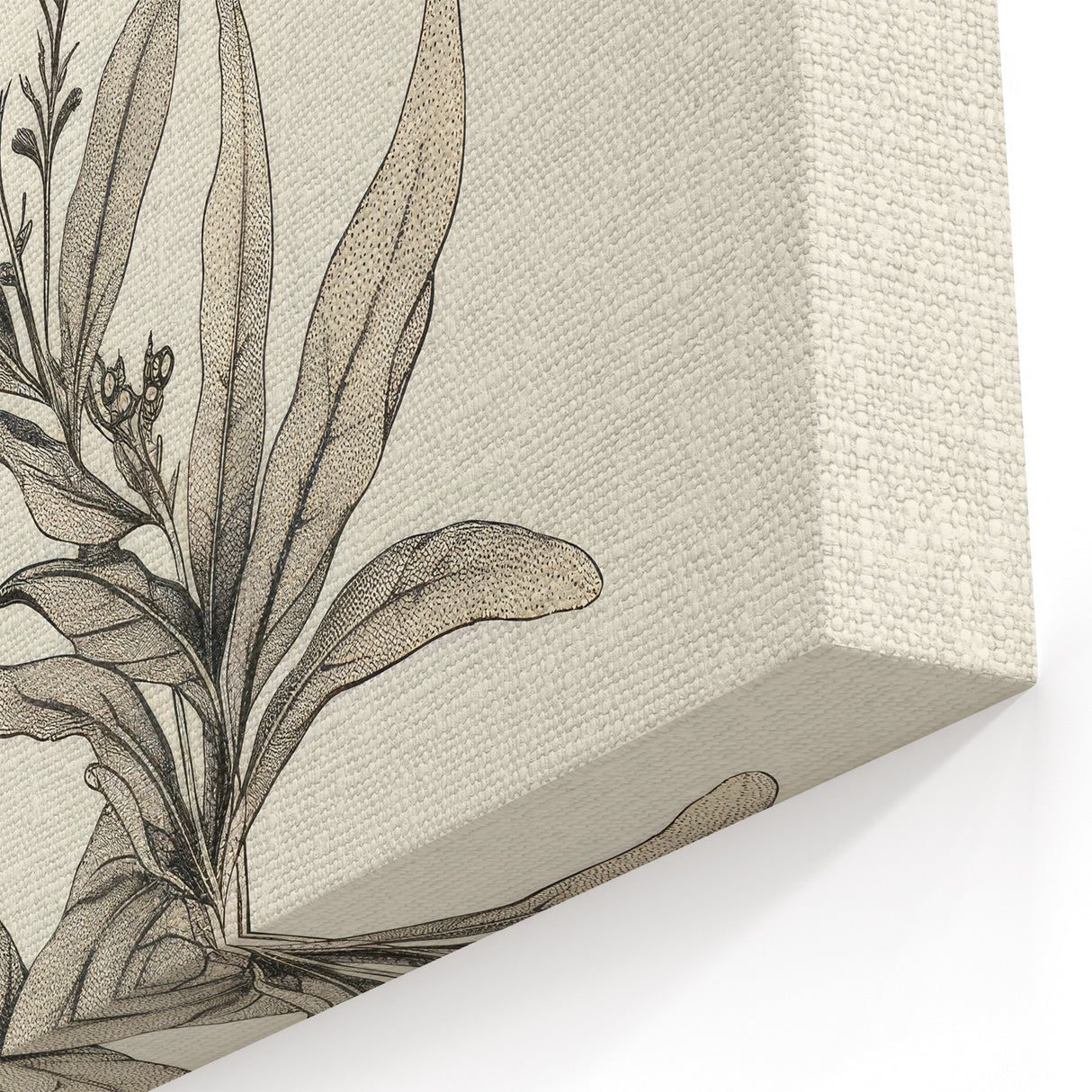 Vintage Botanical Art Prints – Detailed Flowering Plant Illustration