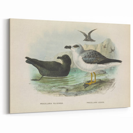 Vintage Animal Art: Procellaria Illustration Prints - Bird Wall Decor