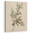 Vintage Botanical Art Prints – Olive Branch with Dark Olives