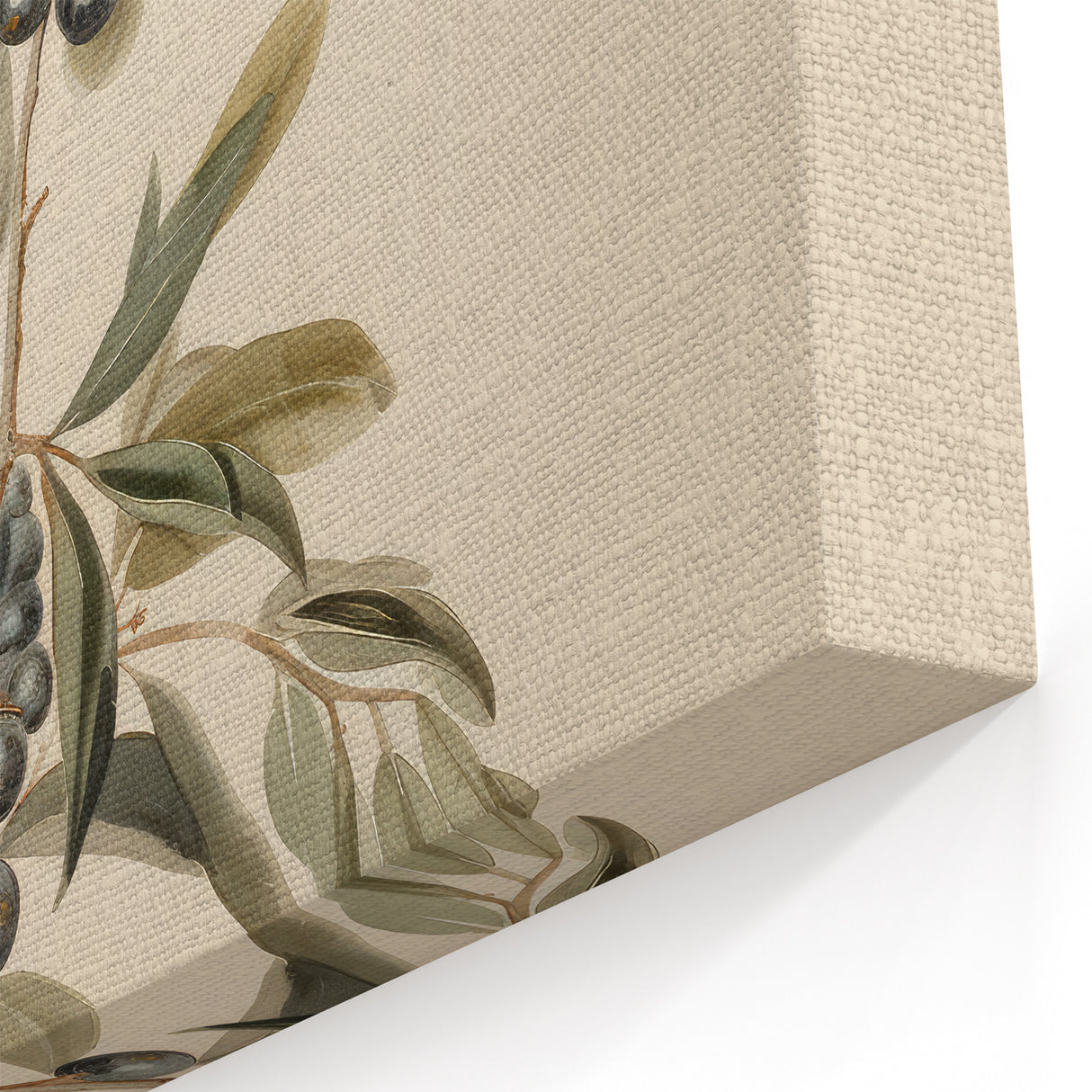 Vintage Botanical Art Prints – Olive Branch with Dark Olives