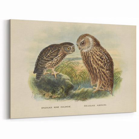 Vintage Animal Art – Owl Illustration Art Print – Retro Animal Wall Decor