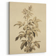 Vintage Botanical Art Prints – Detailed Plant Illustration