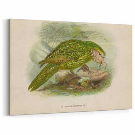Vintage Animal Art – Parrot Illustration Print – Retro Animal Wall Decor