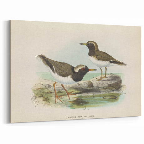 Vintage Animal Art – Shorebird Illustration Print – Retro Bird Wall Decor