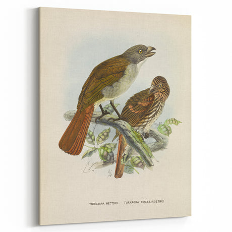 Vintage Animal Art – Turnagra Birds Illustration Print – Retro Animal Wall Decor