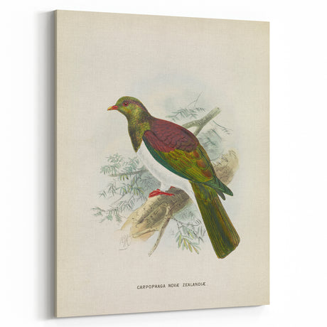 Vintage Animal Art – New Zealand Pigeon Illustration Print – Retro Bird Wall Decor