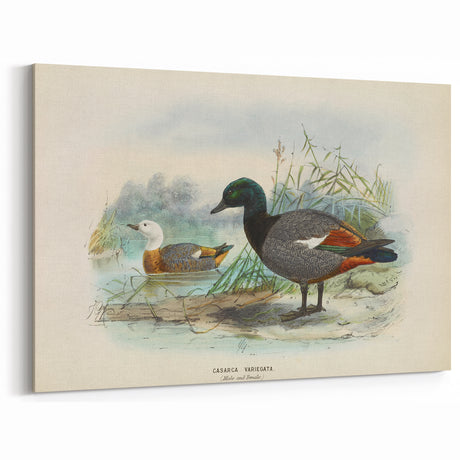 Vintage Animal Art – Casarca Duck Illustration Print – Retro Bird Wall Decor