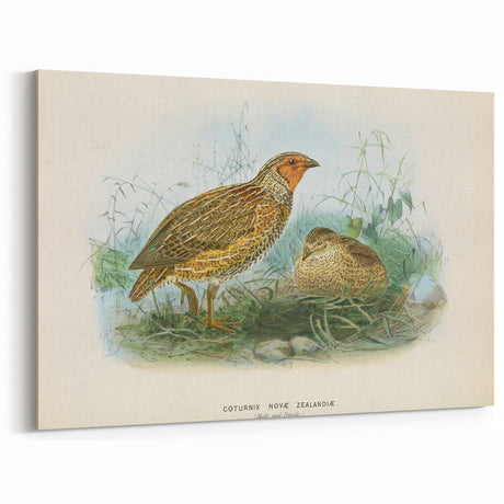 Vintage Animal Art – New Zealand Quail Illustration Print – Retro Bird Wall Decor