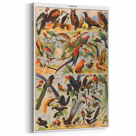 Vintage Animal Art - Bird Illustration Wall Decor for Home