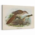 Vintage Animal Art – Eudynamis Taitensis Bird Illustration Print