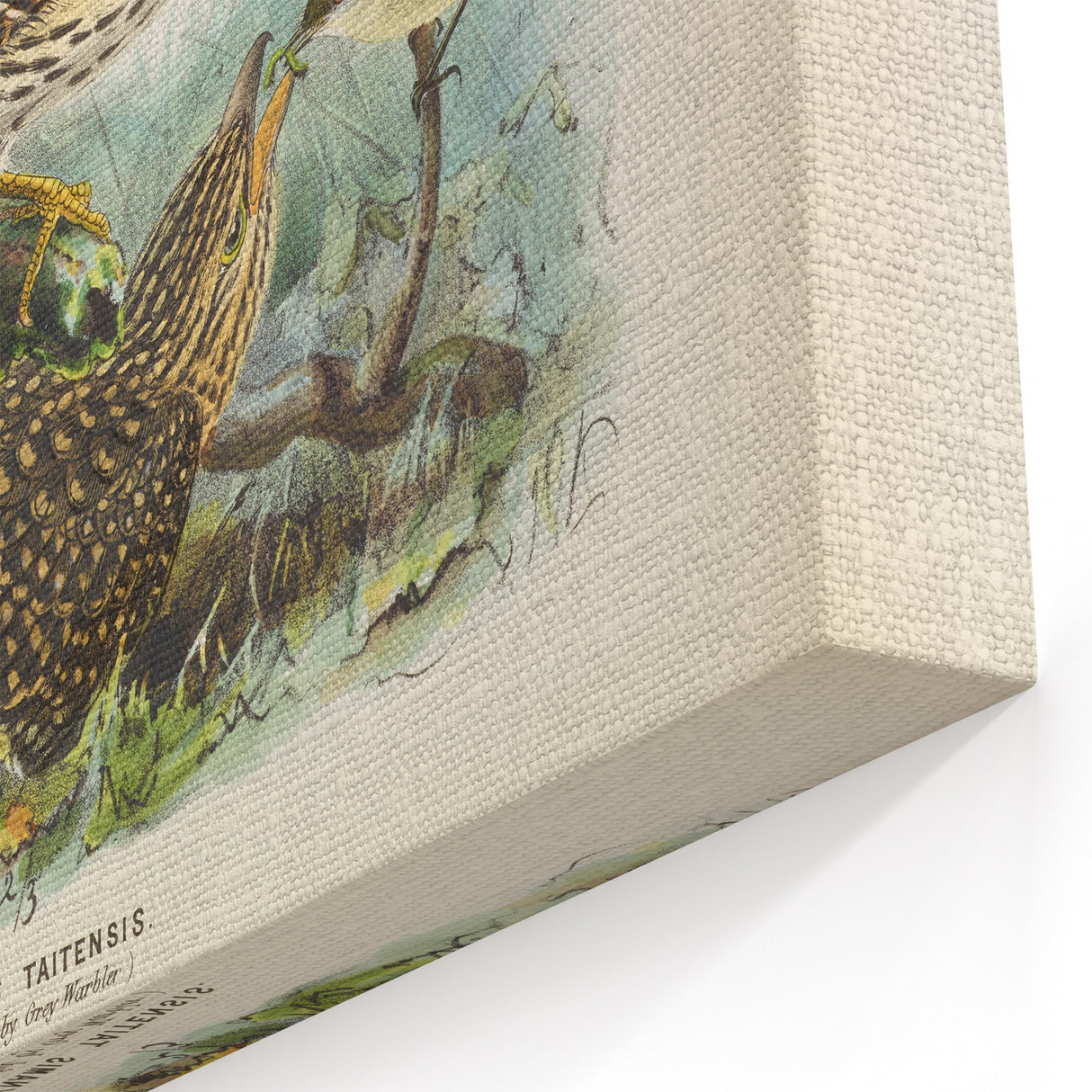 Vintage Animal Art – Eudynamis Taitensis Bird Illustration Print