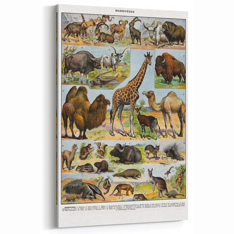 Vintage Animal Art - Retro Mammals Wall Decor Illustration Print
