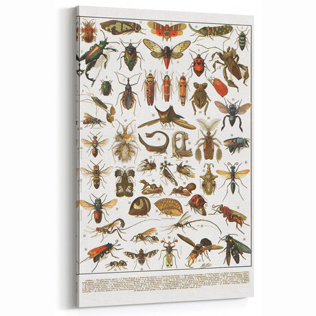 Vintage Animal Art: Insect Illustration Wall Decor – Retro Insect Art