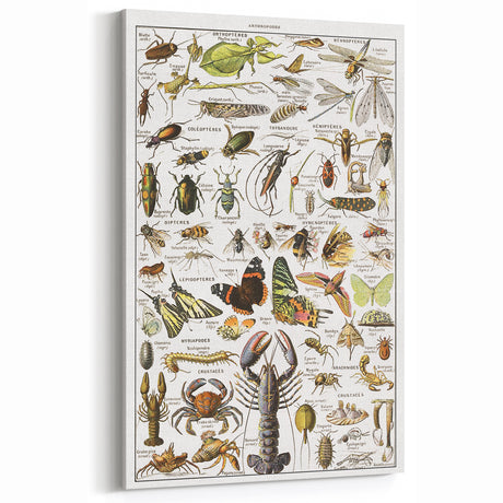 Vintage Animal Art - Detailed Arthropod Illustration Prints for Home Decor